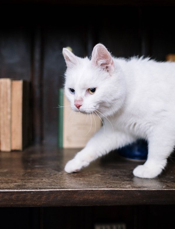 white cat on a brown bookshelf