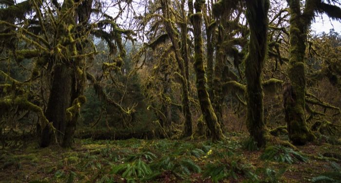 a lush forest of trees with trunks covered in moss