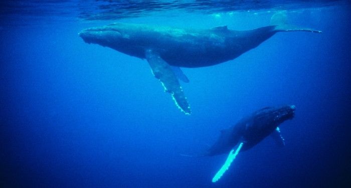 two large whales in the open water near the surface