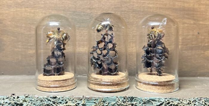 a photo of preserved honeycomb and bees in glass cloche