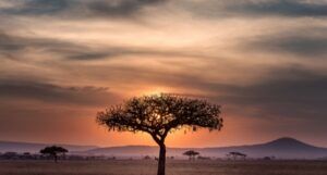 serengeti sunset