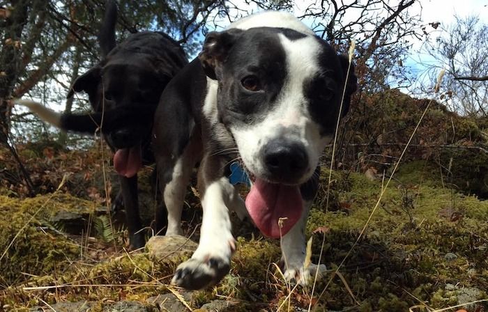 a photo of Lola, a medium-sized black and white dog who is walking down a hill toward the camera, with her tongue hanging out and one paw in the air. She looks happy to see the person taking the picture, and her tail is blurry from wagging. A large black dog is in the background.