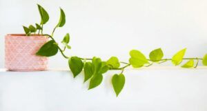 Image of an ivy plant