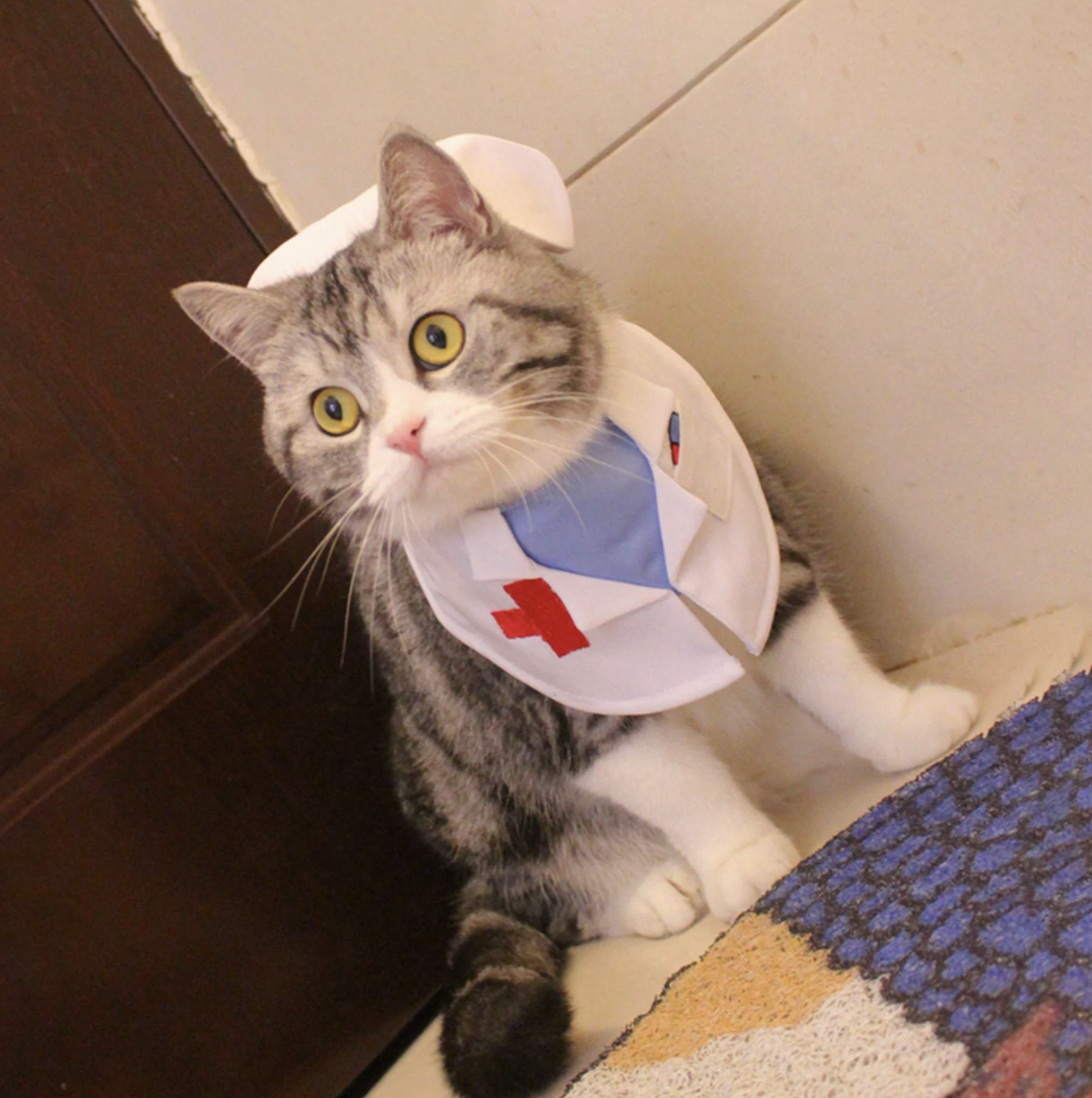 Gray and white striped cat in a white nurse hat and bib