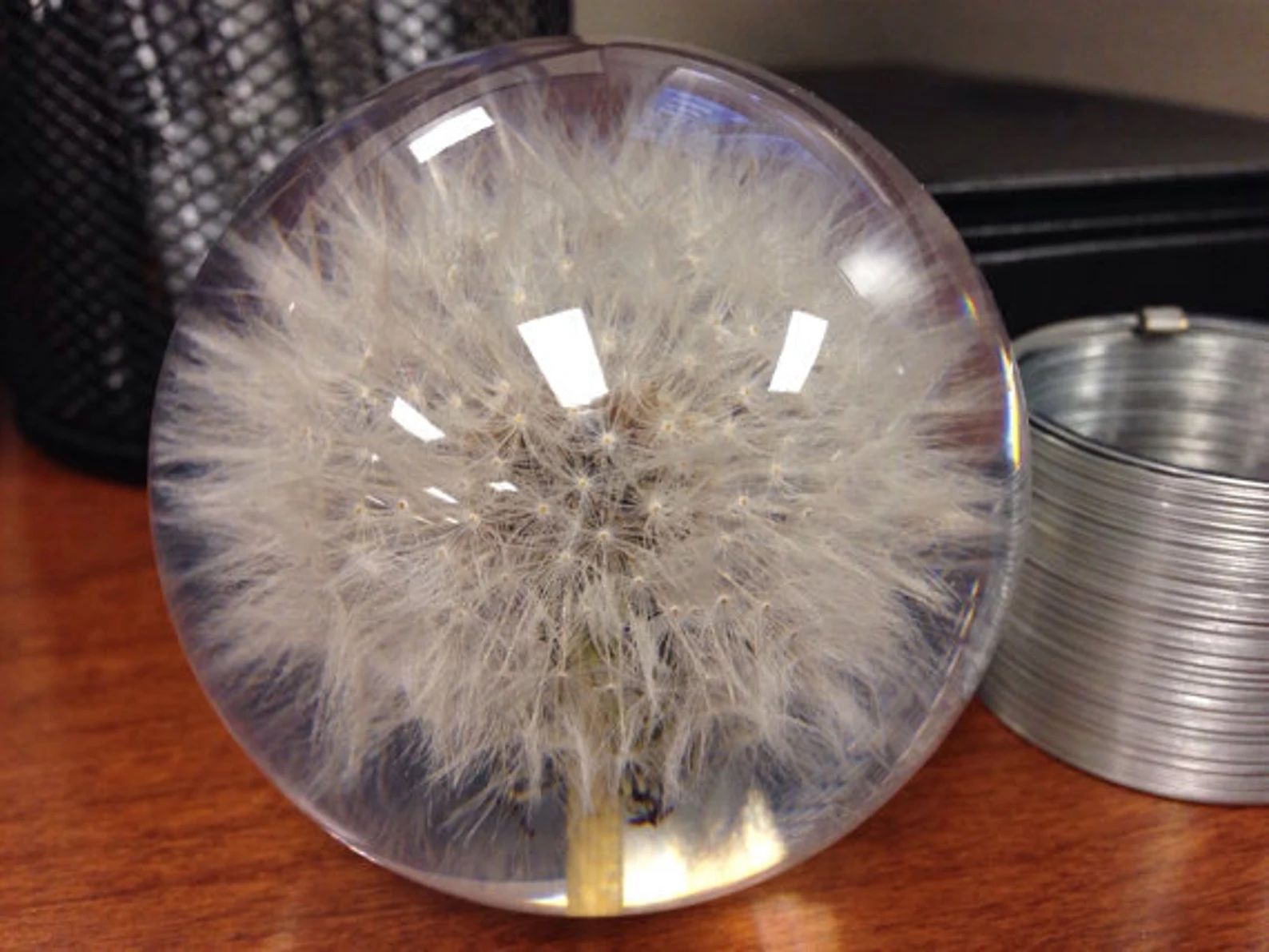 a dandelion embedded in resin