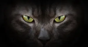 a photo of cat eyes shining in the dark