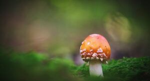 an orange and white mushroom