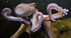 an octopus swimming