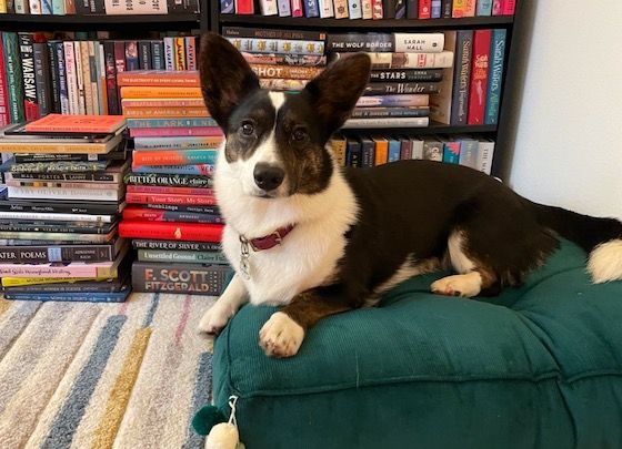 a photo of Gwen, a black, white, and brindle Cardigan Welsh Corgi