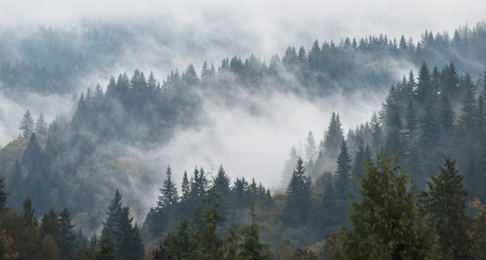 an aerial view of a foggy forest in the Pacific Northwest