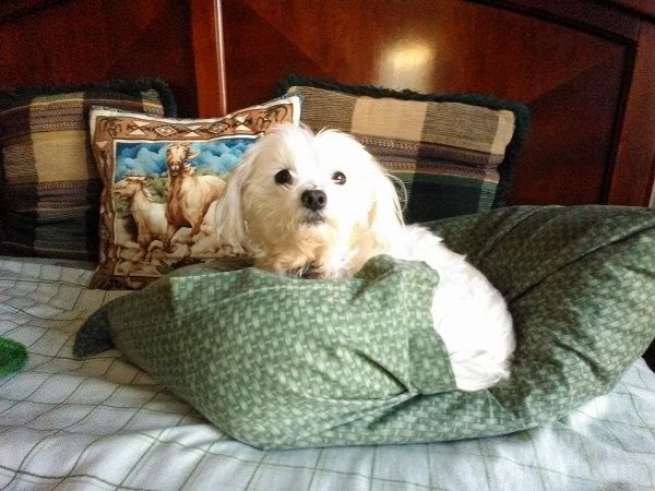 A Maltese sits in the middle of a human pillow that she has squashed for her own comfort