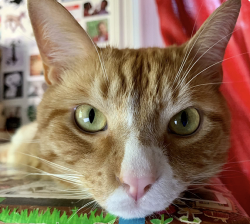 Close up of an orange cat's face; photo by Liberty Hardy