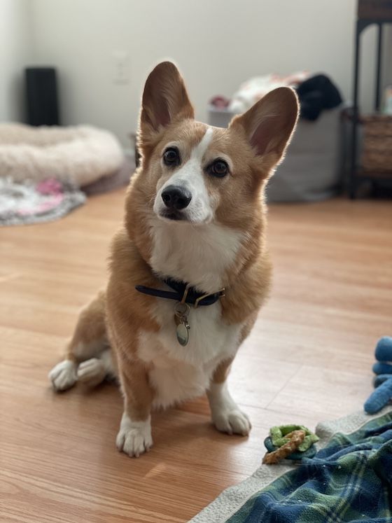 a photo of Dylan, a red and white Pembroke Welsh Corgi, sitting on the floor and posing for the camera