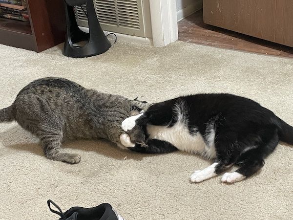 a brown tabby cat and a black and white cat putting each other in a headlock