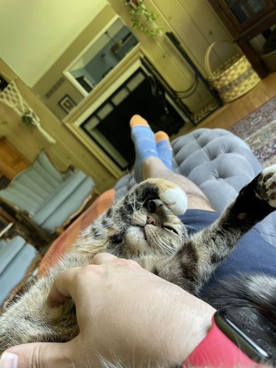 Image of a tabby cat belly-up on her human's lap being pet on the tum. Her paw is curled around her face