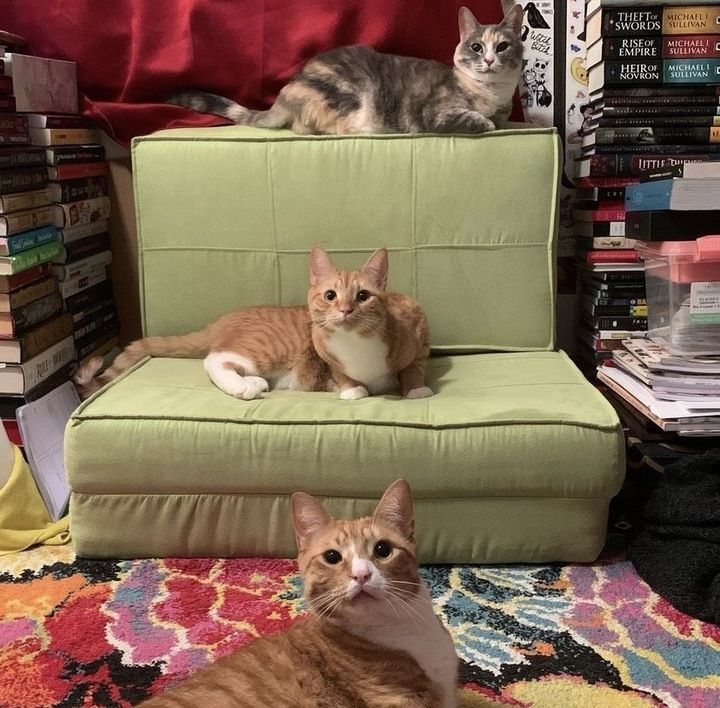 Image of three cats around a green cushion in a room full of books. On top is a calico, on the cushion and in front on the floor are two orange and white menaces. All are looking at the camera.