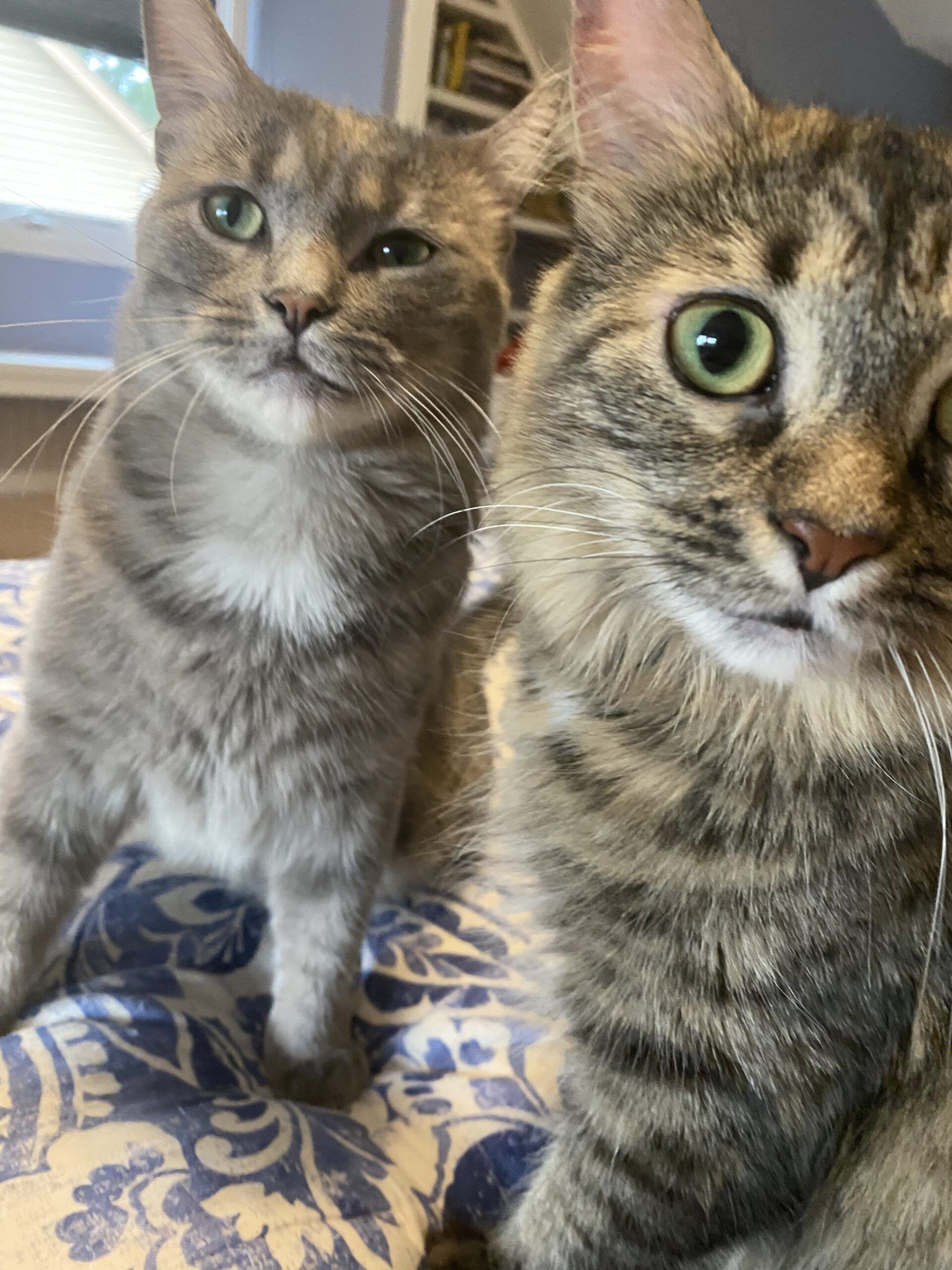 Close-up image of two tabby cats with green eyes looking curiously at the camera