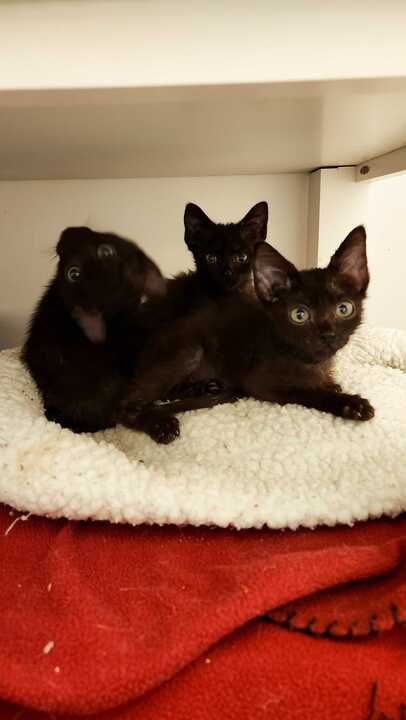 Image of three small black kittens on a fuzzy white bed. One is looking at the camera with his head twisted around upside down.