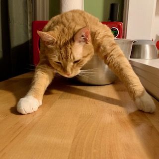 orange cat asleep in a silver mixing bowl with its front arms and headhanging over the side; photo by Liberty Hardy