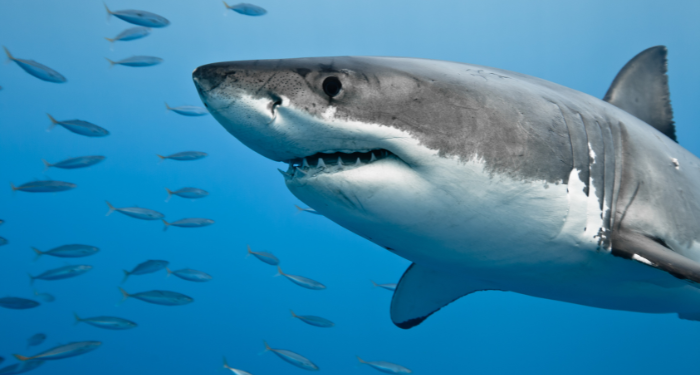 a Great White Shark swimming with fish