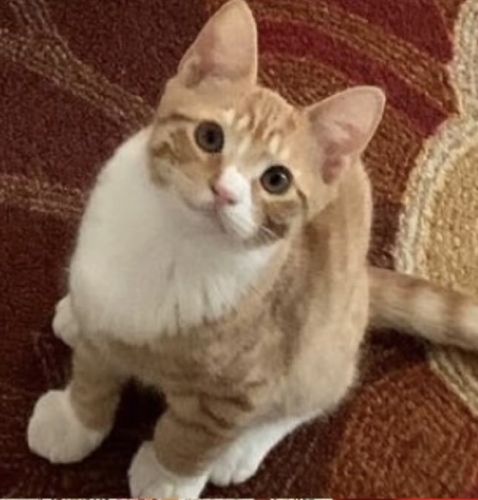 small orange kitten in a maroon rug; photo by Liberty Hardy