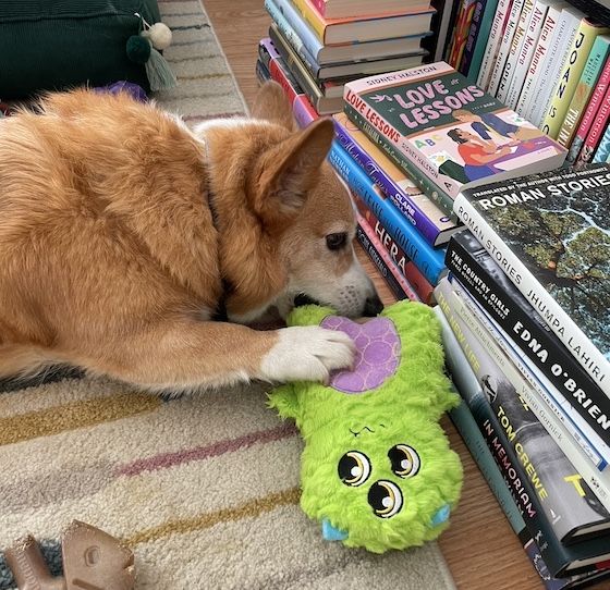 a photo of Dylan, a red and white Pembroke Welsh Corgi, chewing on a stuff green monster toy. Stacks of books can be seen around Dylan.