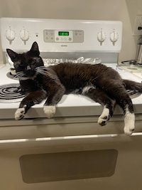 tuxedo cat on the oven