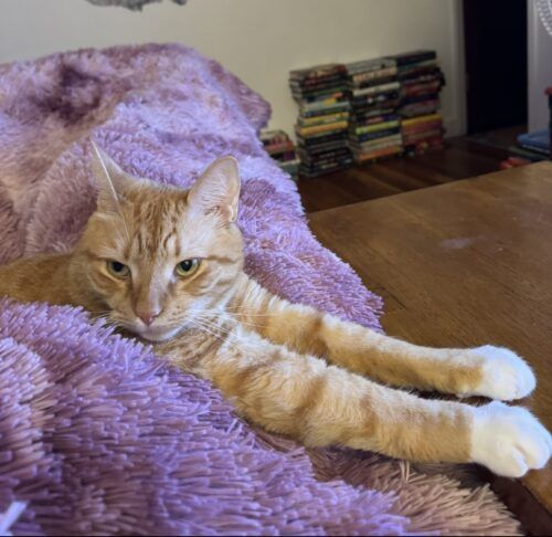 orange cat on a pink shaggy blanket with its arms stretched out; photo by Liberty Hardy