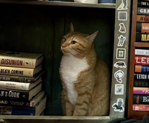 orange cat sitting on an empty space on a bookshelf; photo by Liberty Hardy