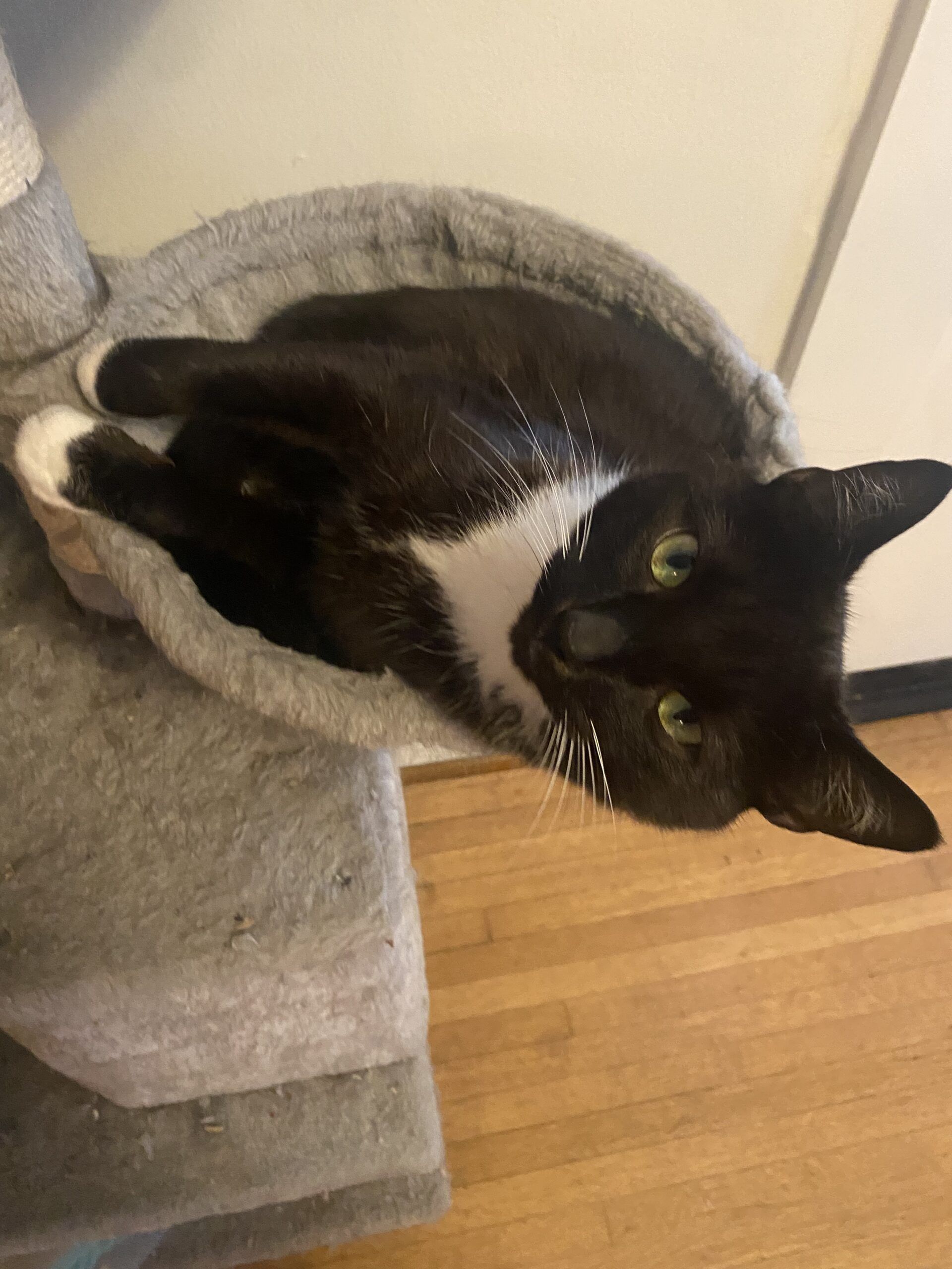 tuxedo cat in a cat tree