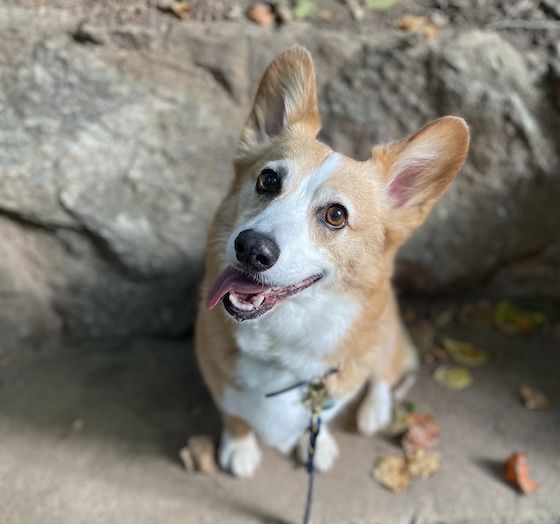 a photo of Dylan a red and white Pembroke Welsh Corgi, sitting on a stone bench covered in leaves