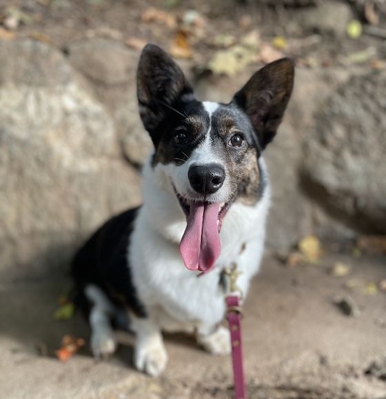 a photo of Gwen, a black and white Cardigan Welsh Corgi, sitting on a stone bench covered in leaves