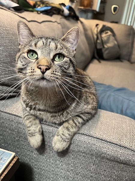 a brown tabby cat with its front paws perched on the arm of a couch