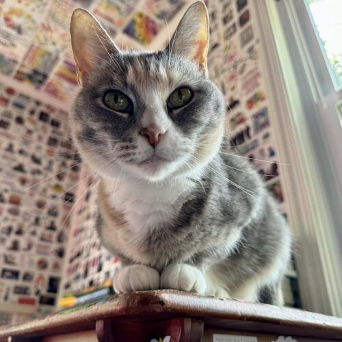 a faded calico cat sitting like a gargoyle on the corner of a desk; photo by Liberty Hardy