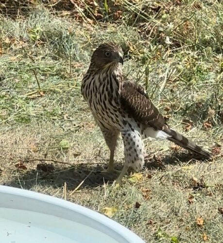 cooper's hawk standing on dry grass; photo by Liberty Hardy