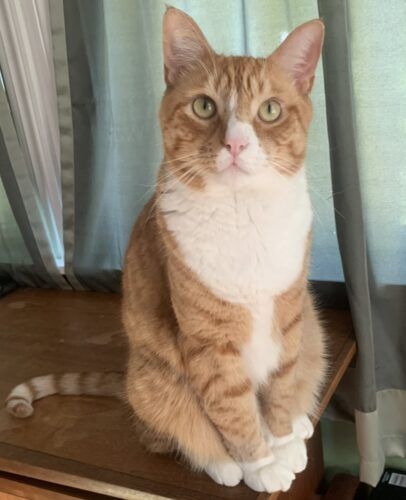 orange tabby cat sitting in front of green curtains; photo by Liberty Hardy