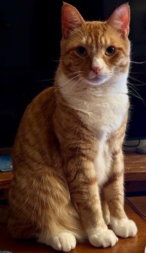 orange tabby cat staring straight at the camera; photo by Liberty Hardy